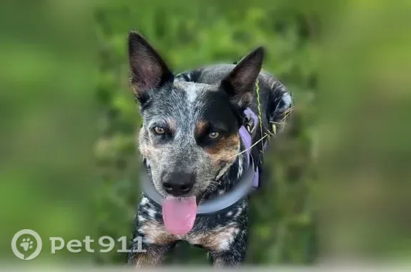 Lost dog, Dove Lane, 1558, Corpus Christi - female, loves to swim - photo