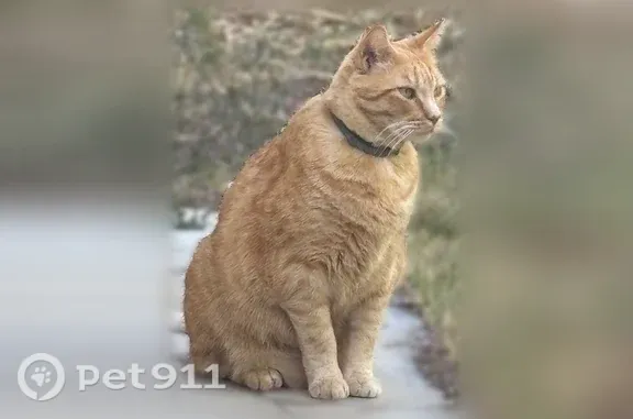 Chat perdu, Candillargues, photo: Chat perdu mâle, Rue de la Roselière, 1, Strasbourg - chat roux à poil court, pucé