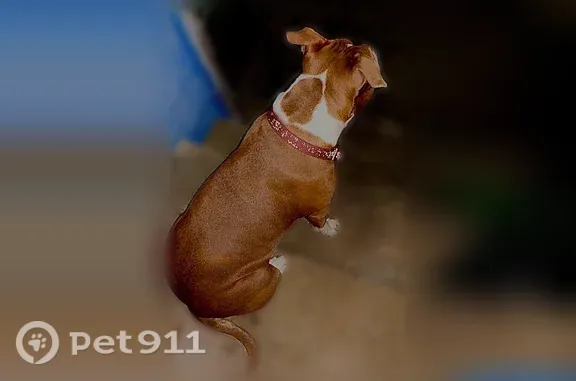 Lost dog, Forshey Street, 7936, New Orleans — brown and white - photo