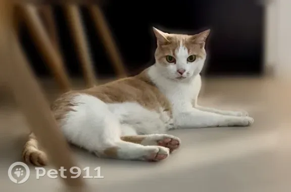Chat perdu mâle, Place de la Comté, 15, La Trinité - blanc et beige - photo