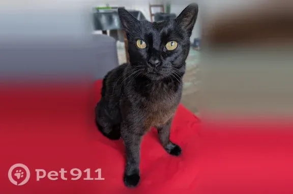 Chat perdu, Paris, photo: Chat perdu mâle, Rue des Violettes, Cergy, Paris — noir, castré, tatouage d'identification