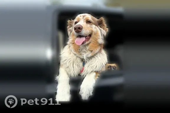 Lost dog, Slayton Drive, 1008, Las Vegas - female - photo