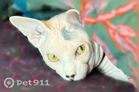 Lost cat, Atlantic Beach, Florida, Orlando - pink with grey spots - photo