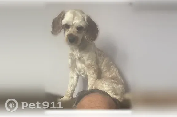 Lost dog, Malcolm Avenue, 399, New Castle — female, light brownish Cavapoo - photo