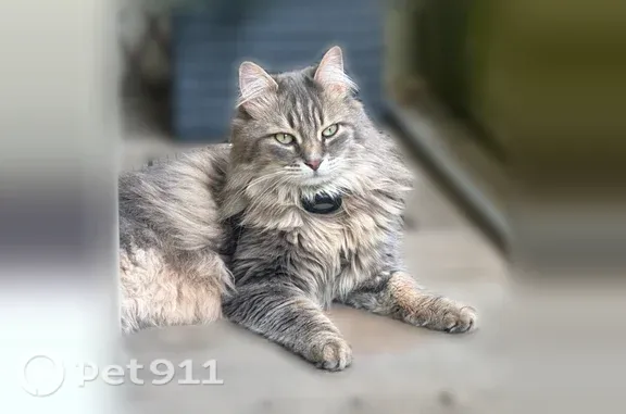 Chat perdu mâle, Avenue du Chater, 13, Paris - gris à poils longs, très craintif - photo