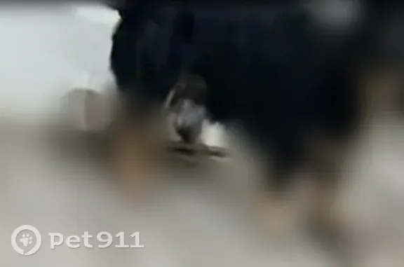 Lost dog, Acapulco Court, 1417, Grand Prairie - male - photo