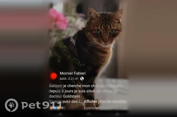 Chat perdu, Paris, photo: Chat perdu mâle, Rue du Docteur Goldstein, Groslay, Paris - tigré tatoué, nommé Mouchou
