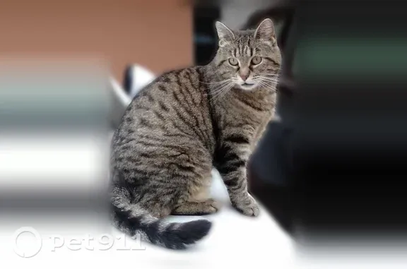 Petite chatte tigrée, très sociable