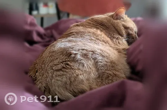 Chat perdu, Allée des Érables, 4, Tours - mâle roux tigré sans poils au ventre - photo