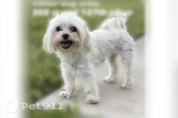 Lost dog, Southwest 127th Place, 20793, Miami - female, white Maltese, 15 years old - photo