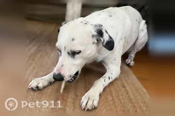 Dalmatien croisé border collie de 1 an. Blanc avec des taches noirs.