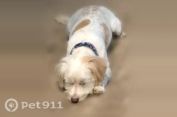 Lost dog, female, Colorado 83, 545, Franktown - white with tan spots, microchipped - photo
