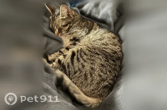 Chat perdu femelle, D240, 7, Plonéour-Lanvern - menton blanc, pelage zèbre gris blanc et noir - photo