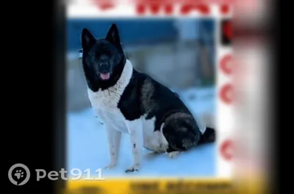 Chien perdu, Bressuire - femelle - photo