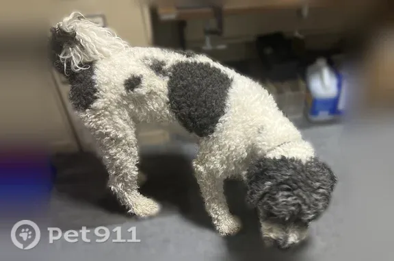 Found dog Rio Rancho, photo: Found dog, Wolf Creek Court Northeast, 6763, Rio Rancho - female