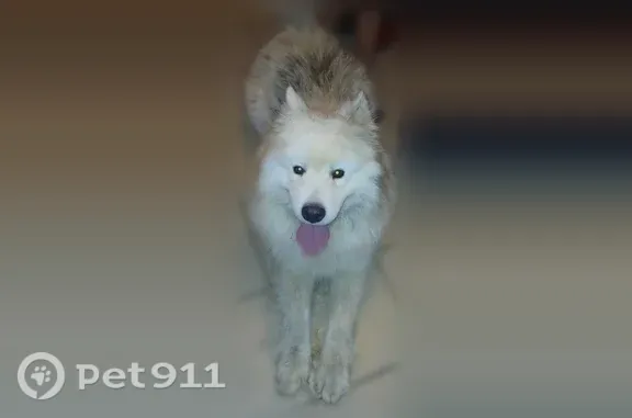 Chien trouvé Pornic, photo: Chien trouvé mâle, Ligné, Pornic - sociable