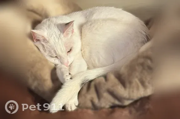 Chat perdu mâle, Rue de Taverny, Bessancourt, Paris - blanc avec tache noire sur la queue - photo