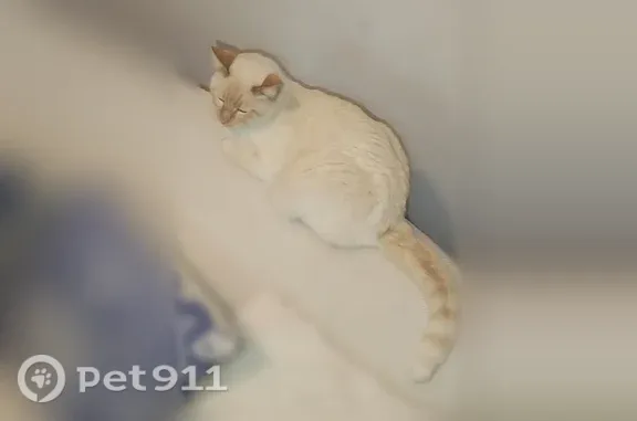 Chat perdu mâle, Impasse des Manges, 2, Rillieux-la-Pape - yeux bleu très claire - photo