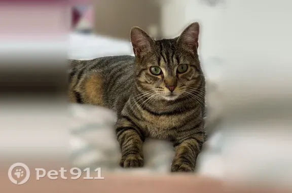 Chat perdu mâle, Puteaux - tigré noir et gris, yeux verts - photo