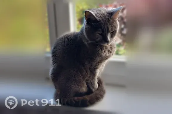 Chat perdu, Rue d'Orgemont, Gouvieux - femelle, chatte grise - photo