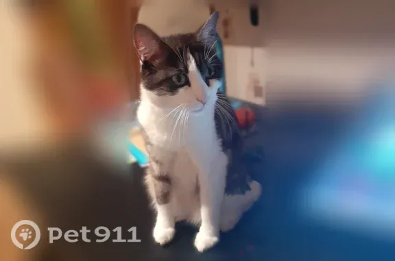 Chat perdu, Saint-Nazaire, photo: Chat perdu, femelle, Rue d'Anjou, Saint-Nazaire - noir, blanc, gris
