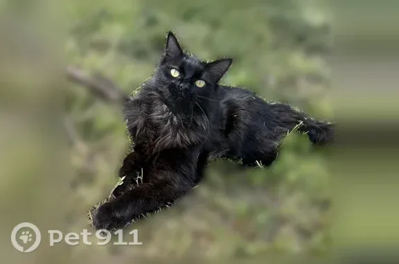 Chat perdu mâle, Route de Vienne, 6 Bis, Feyzin - noir à poils longs - photo