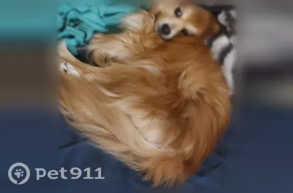 Missing dog Male, Pittsburgh (usl542414) - photo