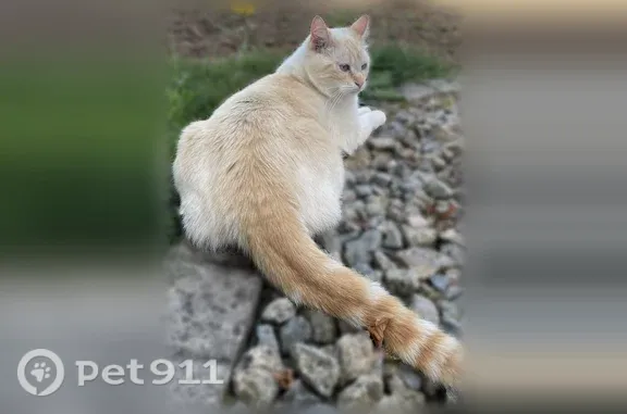 Chat perdu, Paris, photo: Chat perdu mâle, Rue Anatole France, 146, Brest - crème tigré roux, craintif