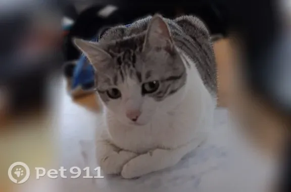 Chat perdu, Montreuil, photo: Chat perdu, Boulevard Rouget de Lisle, 17, Villepinte - femelle