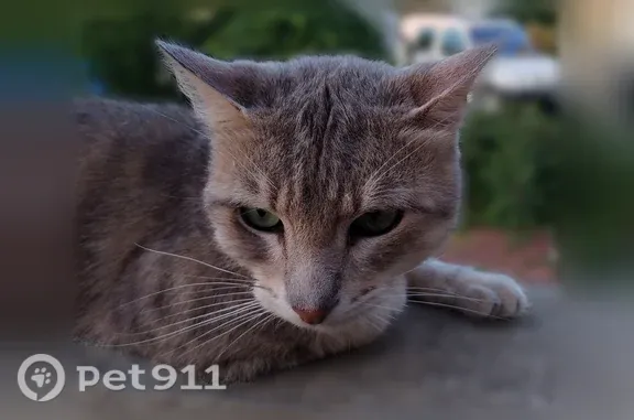 Chat perdu mâle, Rue Jean Lantremange, 163, Chambly - gris et blanc, craintif - photo