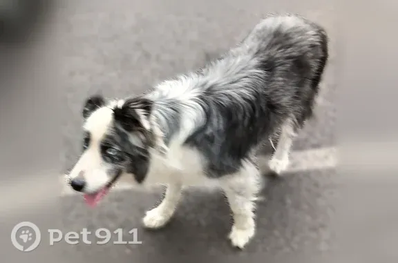 Animaux perdus et trouvés Cournon-d'Auvergne, photo: Chien trouvé, Avenue de l'Allier, 27, Cournon-d'Auvergne - yeux bleus, sans collier
