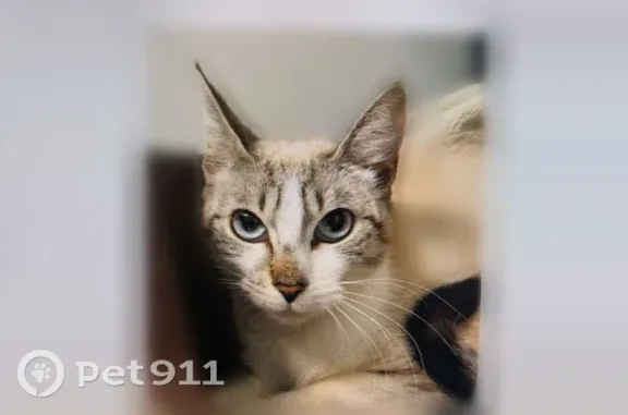 Chat perdu, Blénod-lès-Toul, photo: Chat perdu femelle, Chemin de la Croix Saint-Jean, 15, Blénod-lès-Toul - yeux bleus