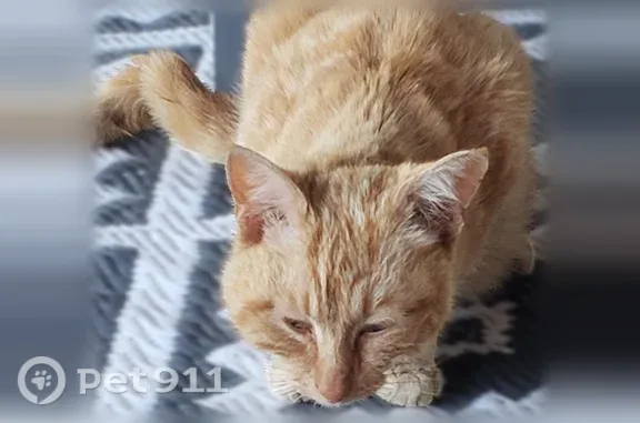 Chat trouvé Héricourt, photo: Chat trouvé, Rue de Condorcet, 10, Héricourt, Besançon — roux, yeux verts
