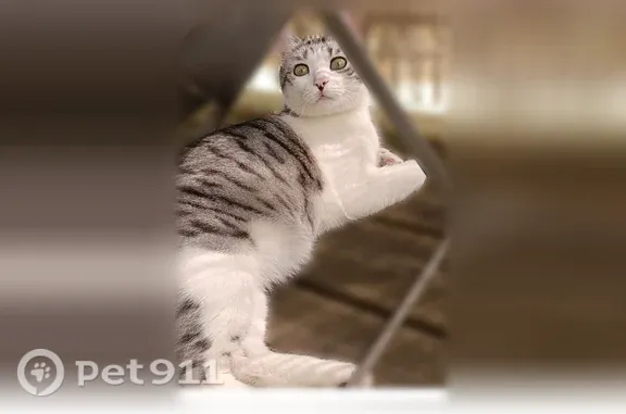 Chat perdu, Paris, photo: Chat perdu, femelle, Boulevard Rouget de Lisle, 17, Paris - blanche tigrée, très agile