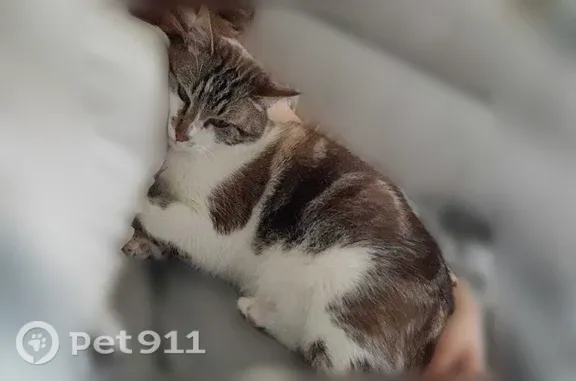 Chat perdu mâle, Chemin Lahitte, 6, Buros - yeux bleus - photo