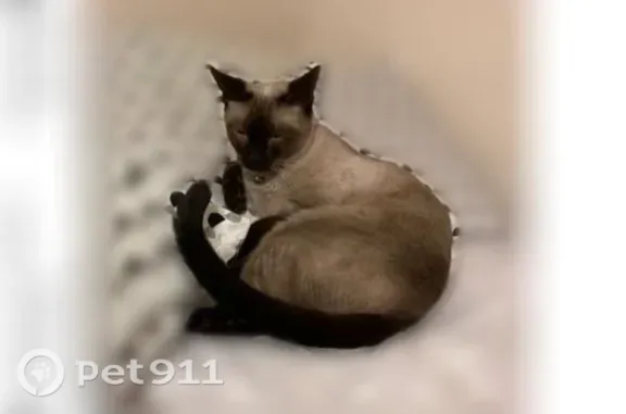 Lost cat, South Ash Drive, 250, Chandler — male Siamese, neutered - photo