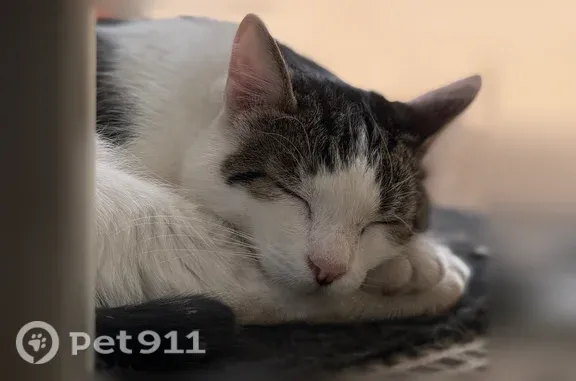 Chat perdu mâle, Rue Pasteur, 1, Brou-sur-Chantereine, Drancy - mâle pucé - photo