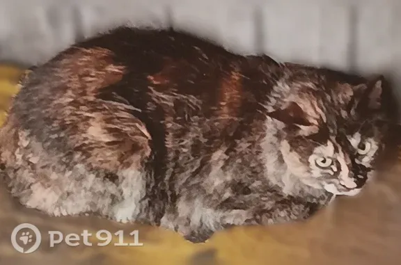 Animaux perdus et trouvés Bessenay, photo: Chat trouvé Fille, Bessenay (ff597475)