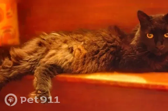 Chat trouvé Vaudelnay, photo: Chat trouvé, Montreuil-Bellay, Pays de la Loire, Vaudelnay - angora très gentil