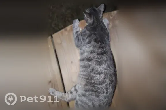 Chat trouvé Saint-Étienne-de-Chigny, photo: Trouvé chat femelle, Luynes — très amical, très fine, potentiellement enceinte