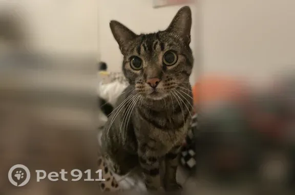 Lost cat, Ellsworth Avenue, 6123, Dallas - male, yellow/green eyes - photo