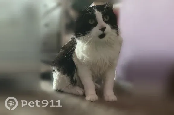 Leo is a tuxedo, long hair with green eyes, he has a black patch of hair on his chin, he has patches of hair missing. He usually comes back but he’s been missing for almost 2 over 2 days now.