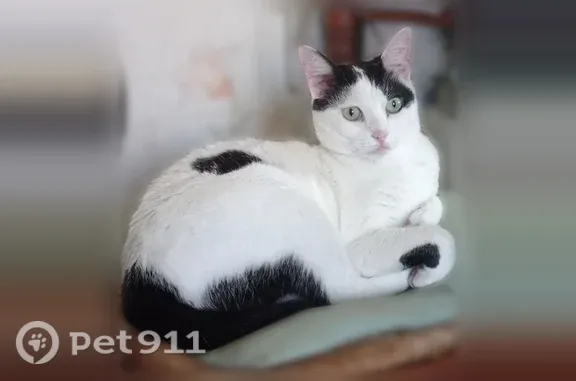 Chat perdu femelle, Chemin du Camp del Terme, 3, Pont-de-Larn, Toulouse - chatte blanche et noire - photo