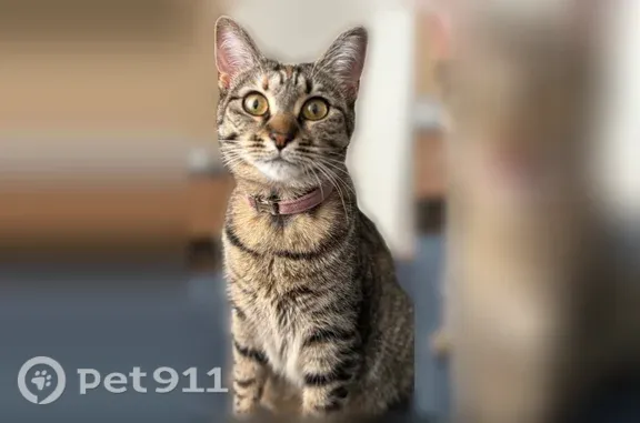 Perdu chat femelle, Avenue Charles de Gaulle, 4 Ter, Boulogne-Billancourt - tigrée avec collier rose - photo
