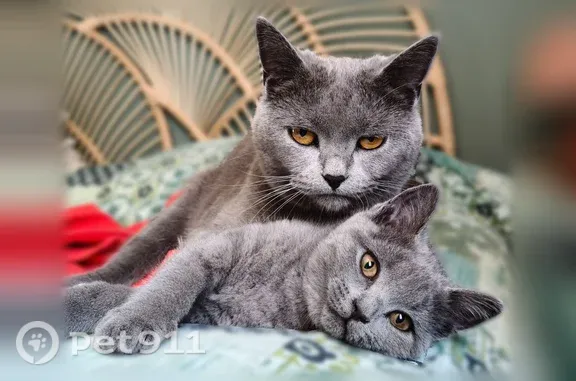Perdu chat femelle, Chemin du Bès, 381, Peyrolles-en-Provence, Paris — chatonne de 4 mois grise un peu tigrée - photo