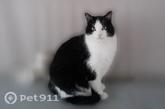 Chat perdu mâle, Rue Dupont Bacqueville, Amiens - noir et blanc, pucé - photo