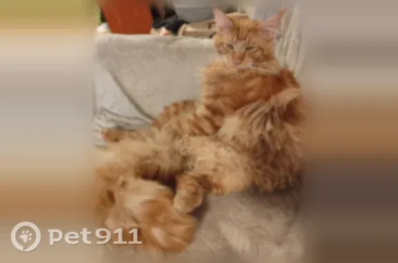 Chat perdu mâle, Place de la République, 16, Louviers - maine coon roux tigré légèrement - photo