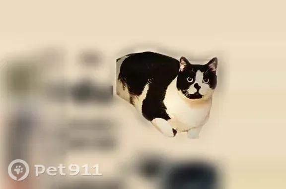 Chat perdu mâle, Allée Taine, 4, Villeneuve-d'Ascq, Lyon - noir et blanc, petite tâche en forme de demi-cœur sur le nez - photo