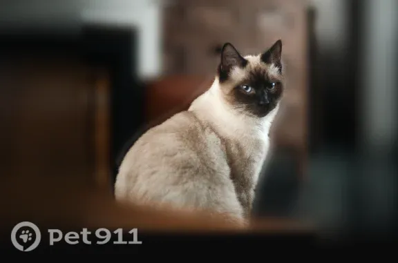 Chat perdu mâle, Ecquevilly, Île-de-France - type siamois très sociable - photo