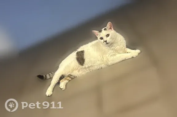 Chat perdu femelle, Rue de Brest, 3, Champigneulles, Strasbourg - blanche avec taches tigrées - photo